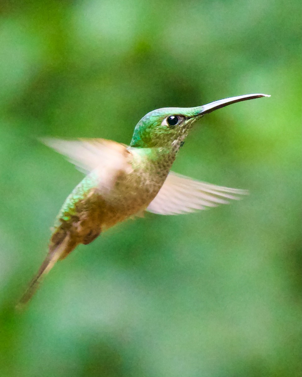 Fawn-breasted Brilliant - ML647031624