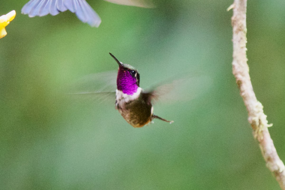 Purple-throated Woodstar - ML647031635