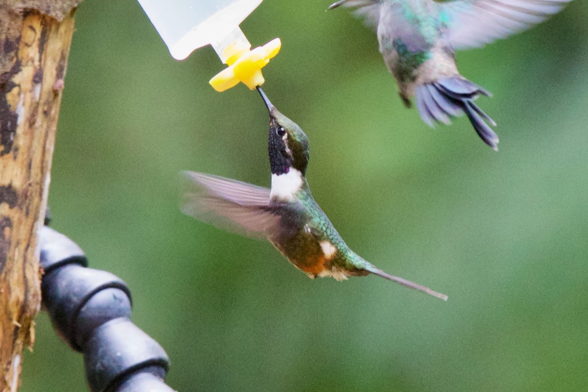 Purple-throated Woodstar - ML647031636