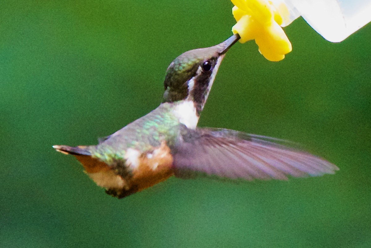 Purple-throated Woodstar - ML647031637