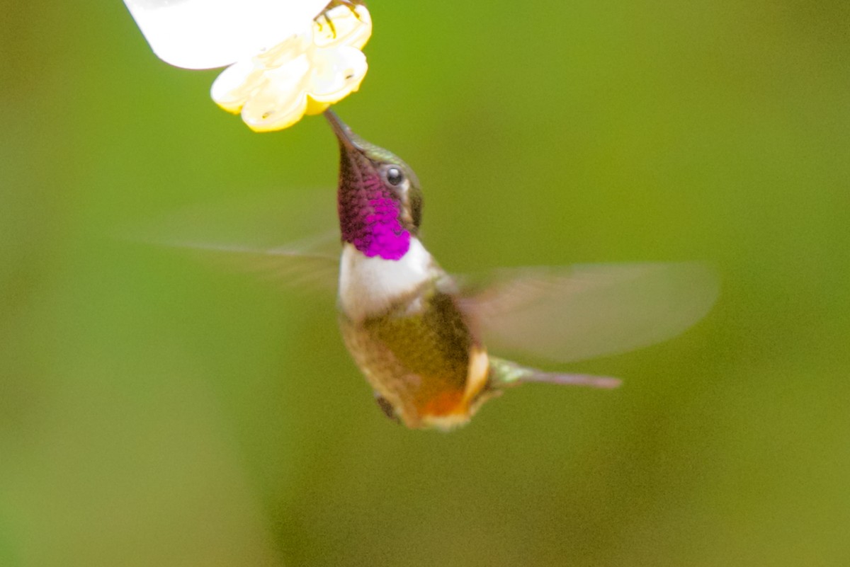 Purple-throated Woodstar - ML647031638