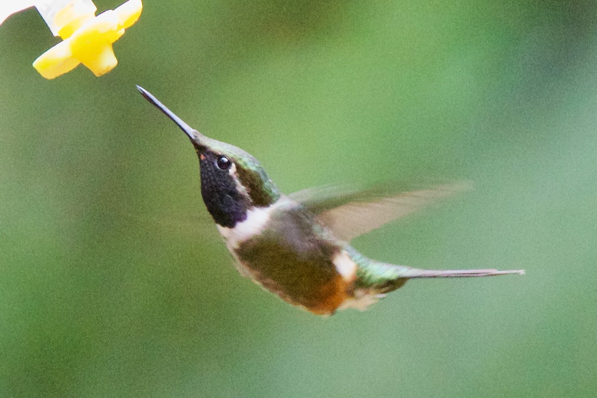 Purple-throated Woodstar - ML647031639