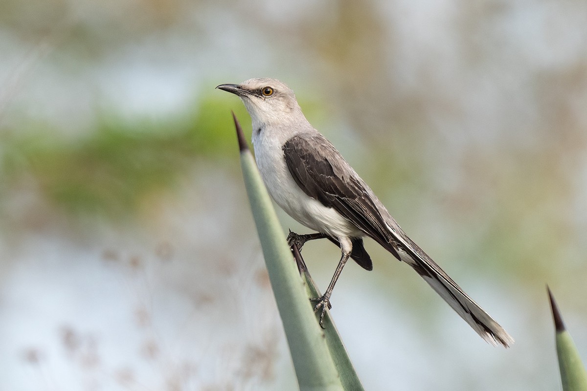 Tropical Mockingbird - ML647031648