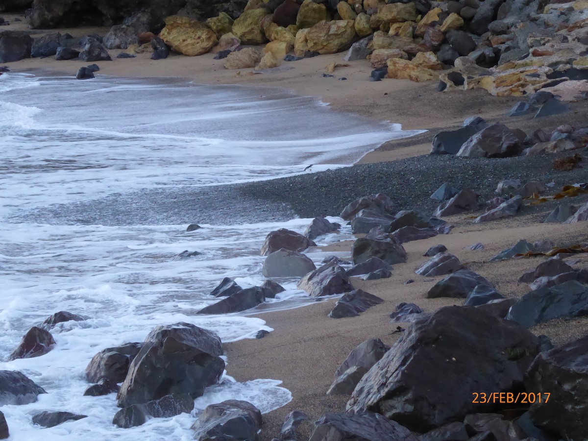 Малый пингвин - ML647031649