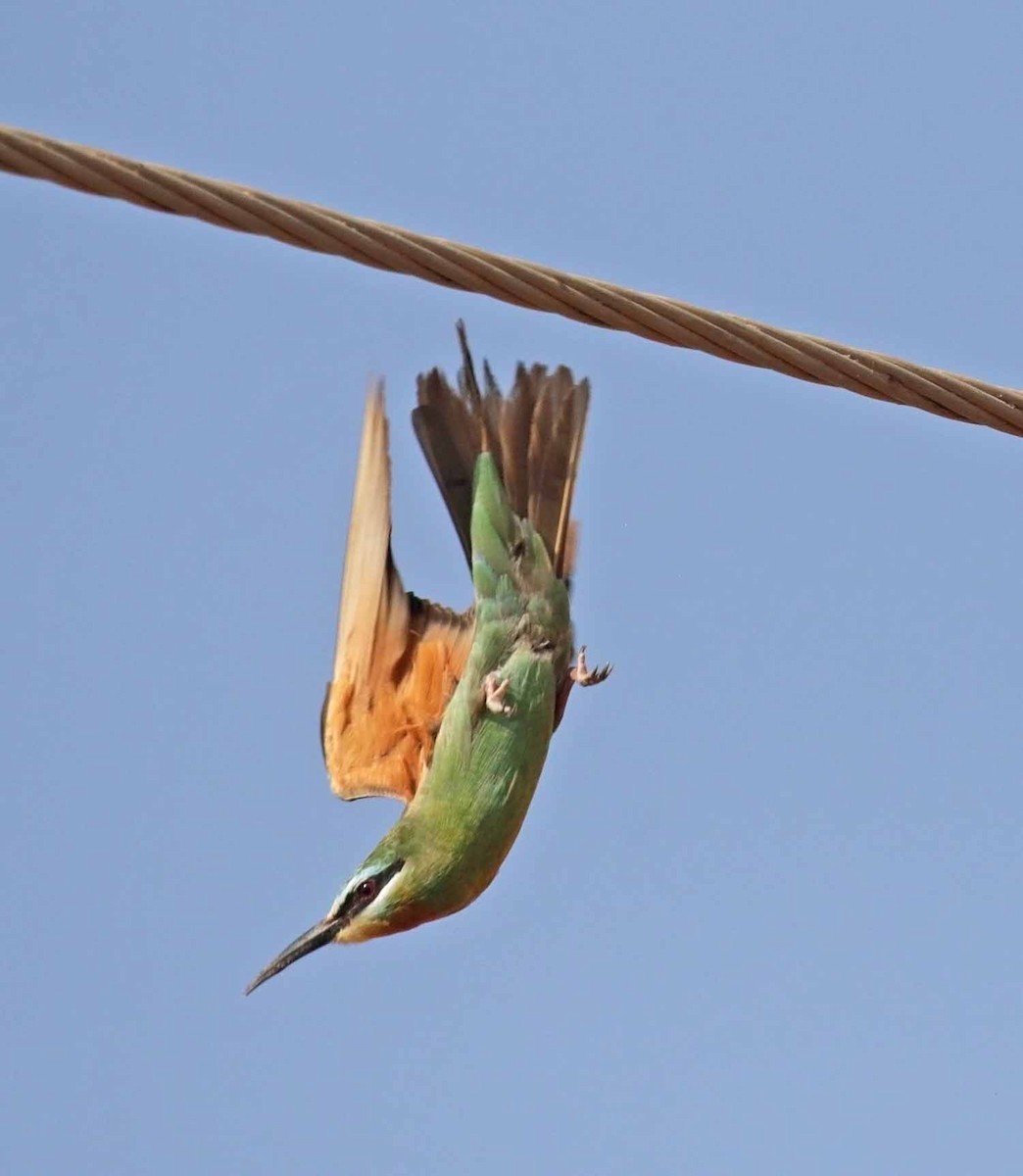 vlha modrolící - ML647031650