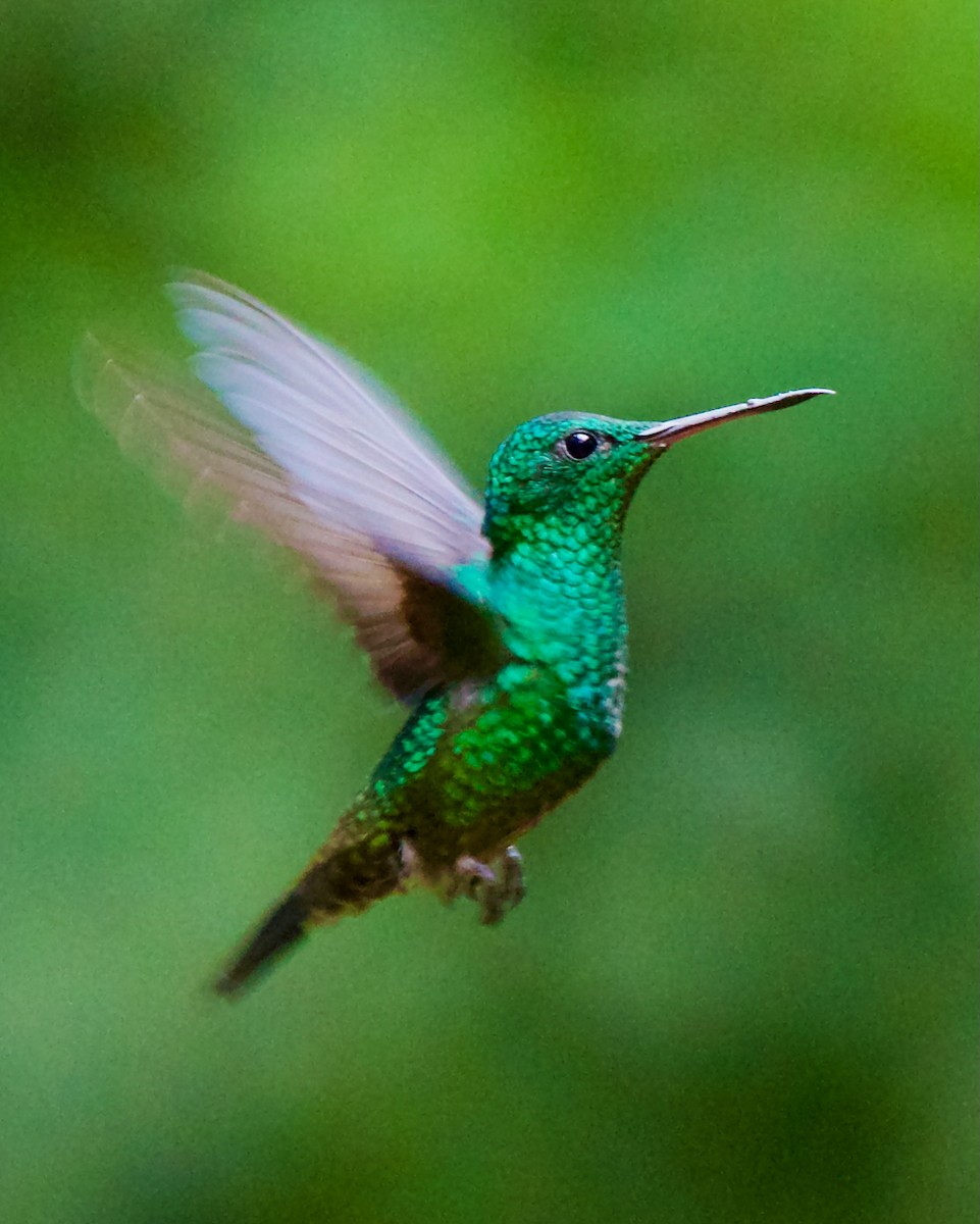 Steely-vented Hummingbird - ML647031651