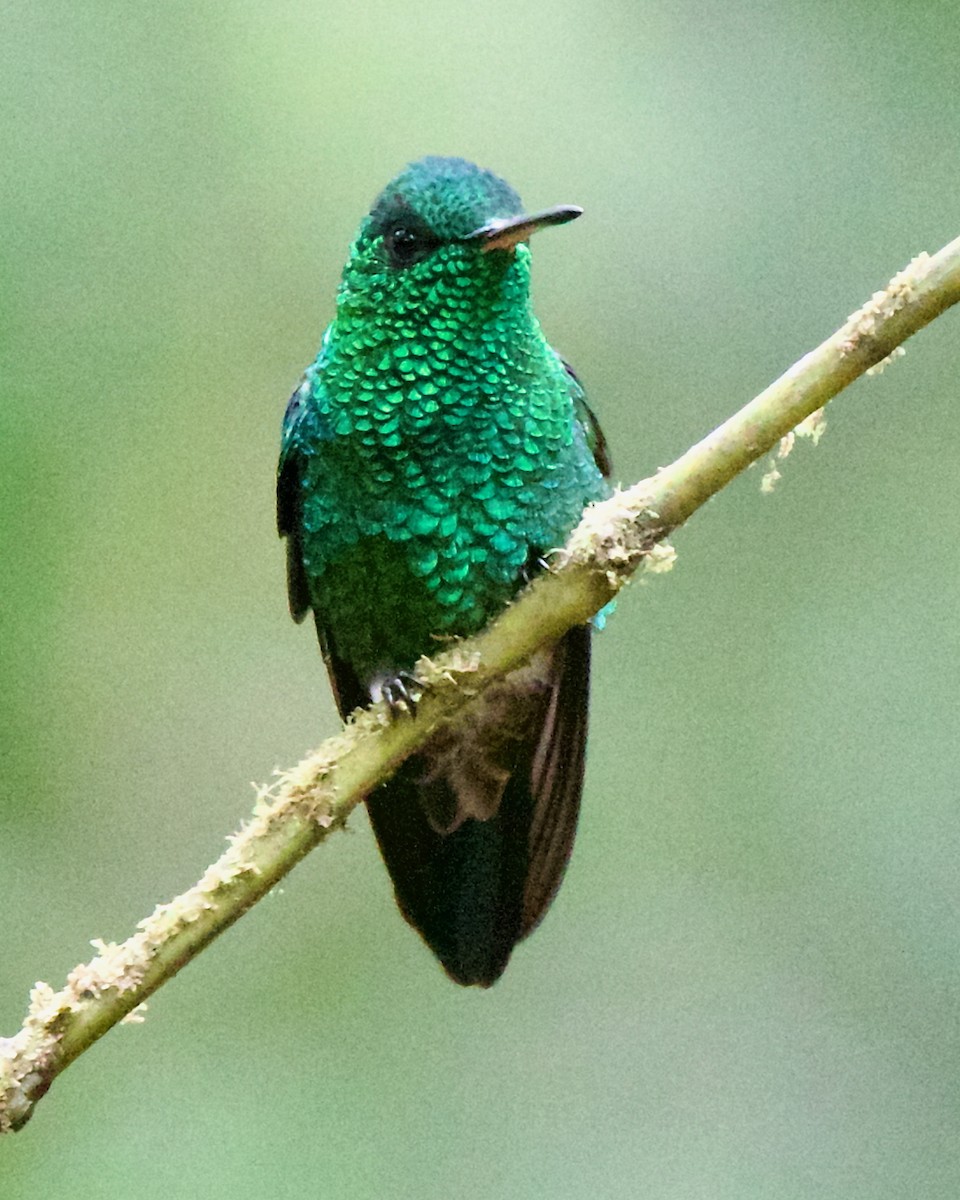 Steely-vented Hummingbird - ML647031652