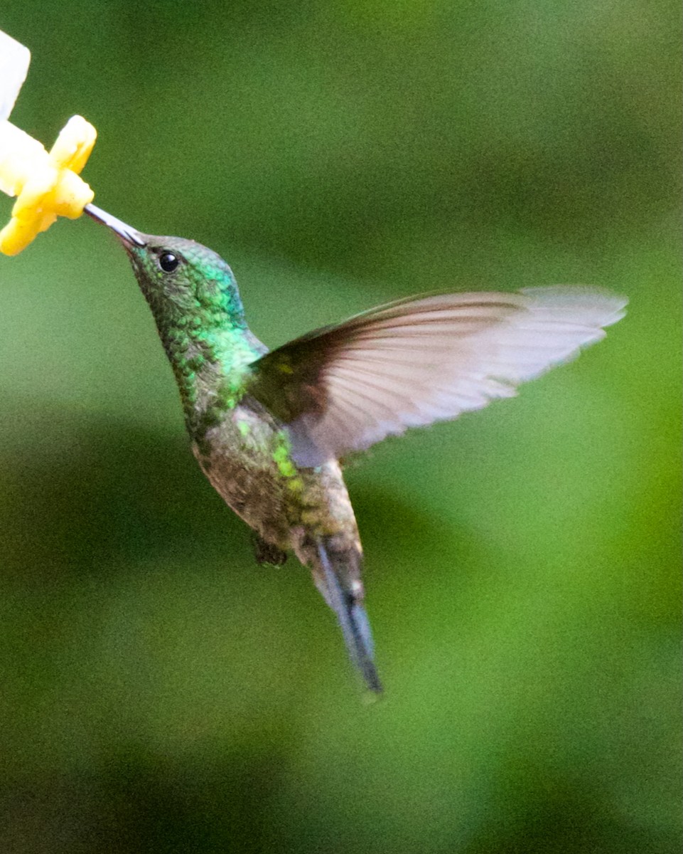 Steely-vented Hummingbird - ML647031653