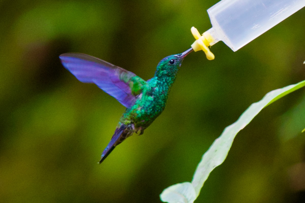 Steely-vented Hummingbird - ML647031654