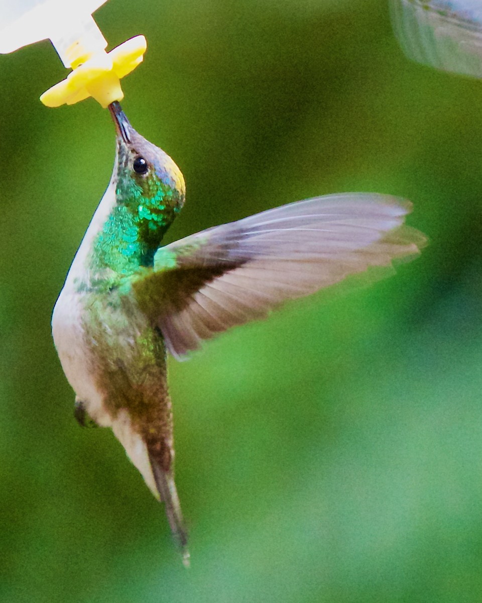 Andean Emerald - ML647031659