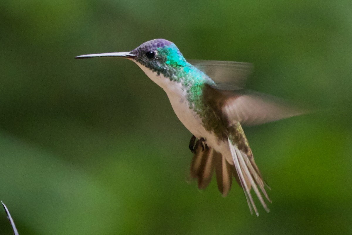 Andean Emerald - ML647031660
