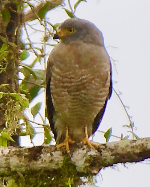 Roadside Hawk - ML647031665