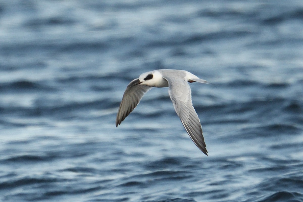 Forster's Tern - ML647031666
