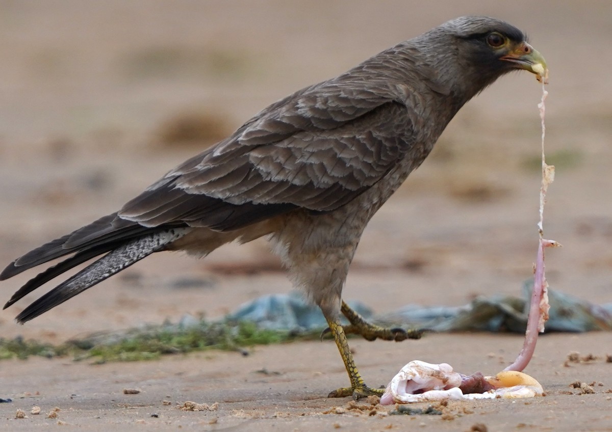 Химанго - ML647031667