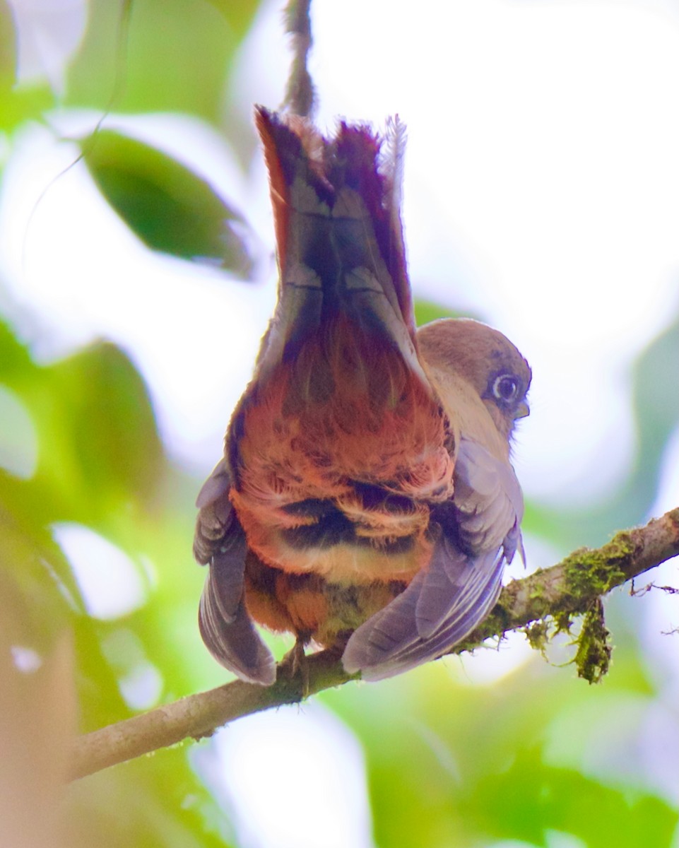 båndtrogon - ML647031670