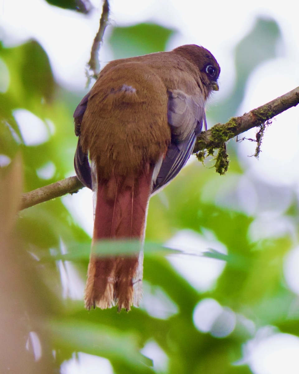 båndtrogon - ML647031671