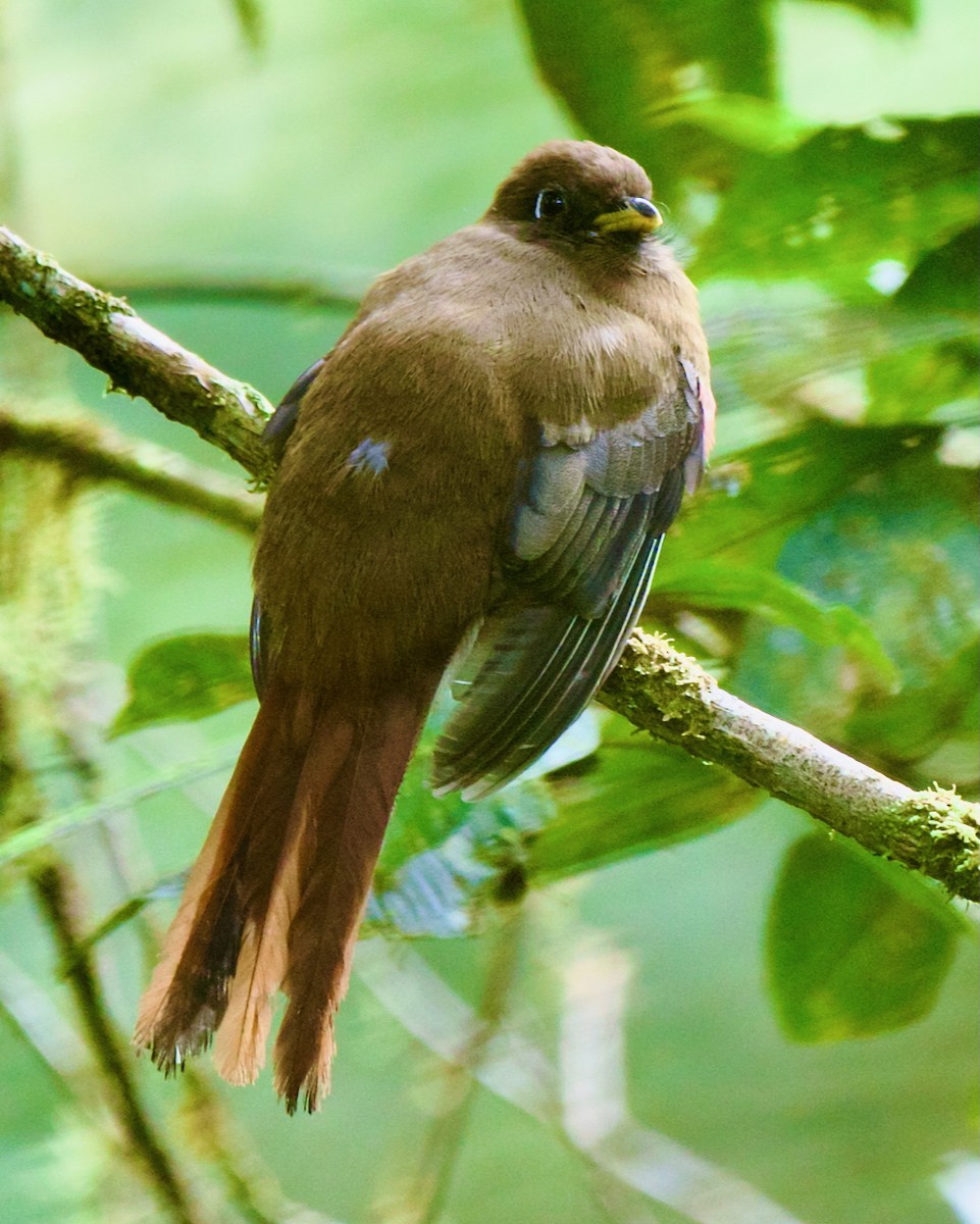 båndtrogon - ML647031672