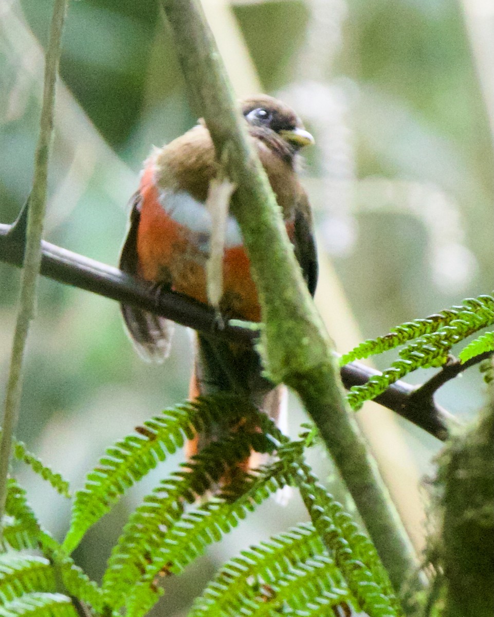 båndtrogon - ML647031673