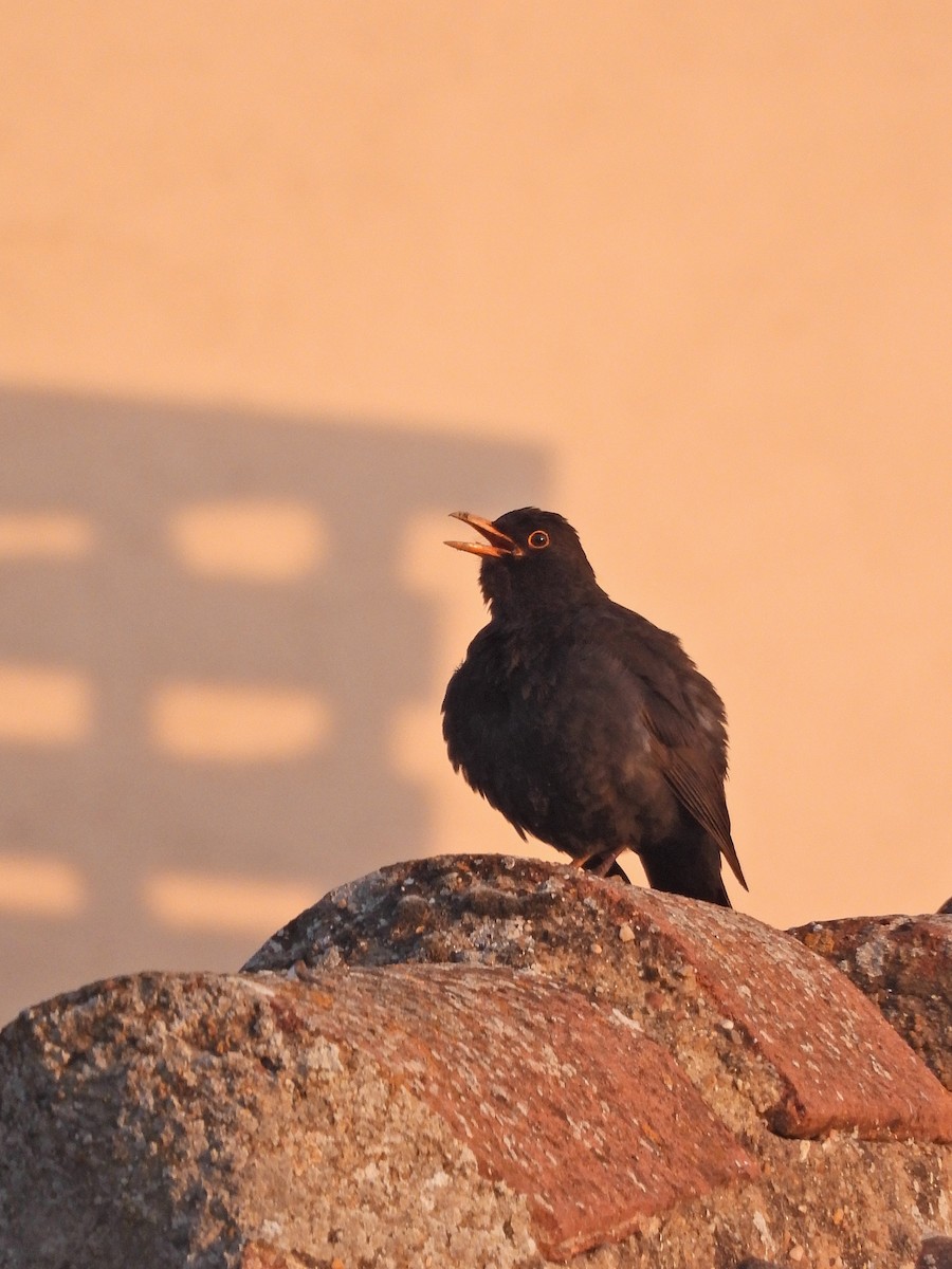 Eurasian Blackbird - ML647031676