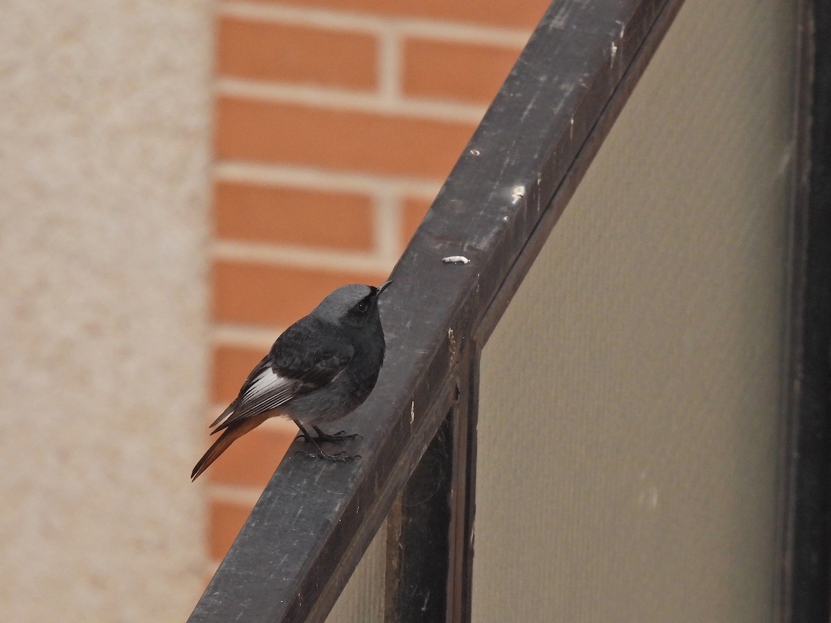 rehek domácí - ML647031679