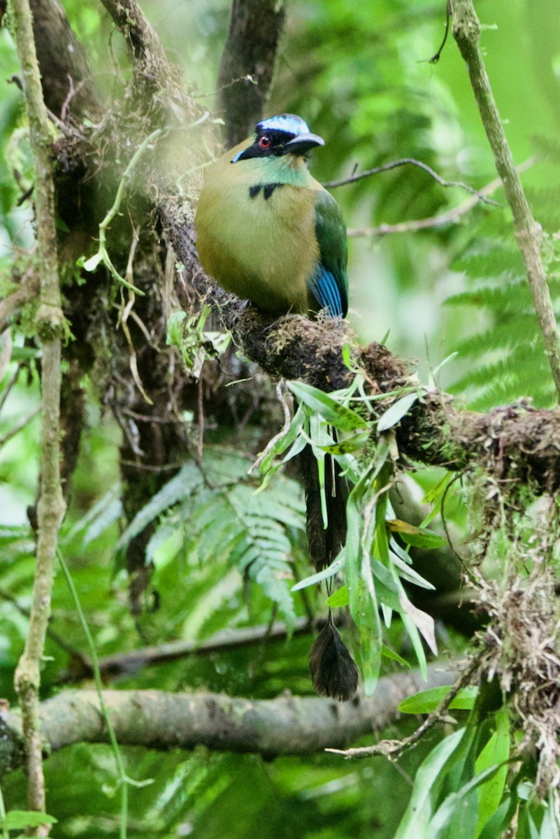 Andean Motmot - ML647031682