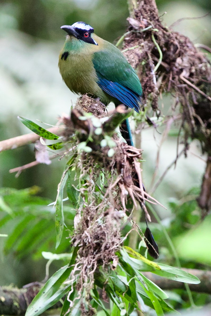 Andean Motmot - ML647031683