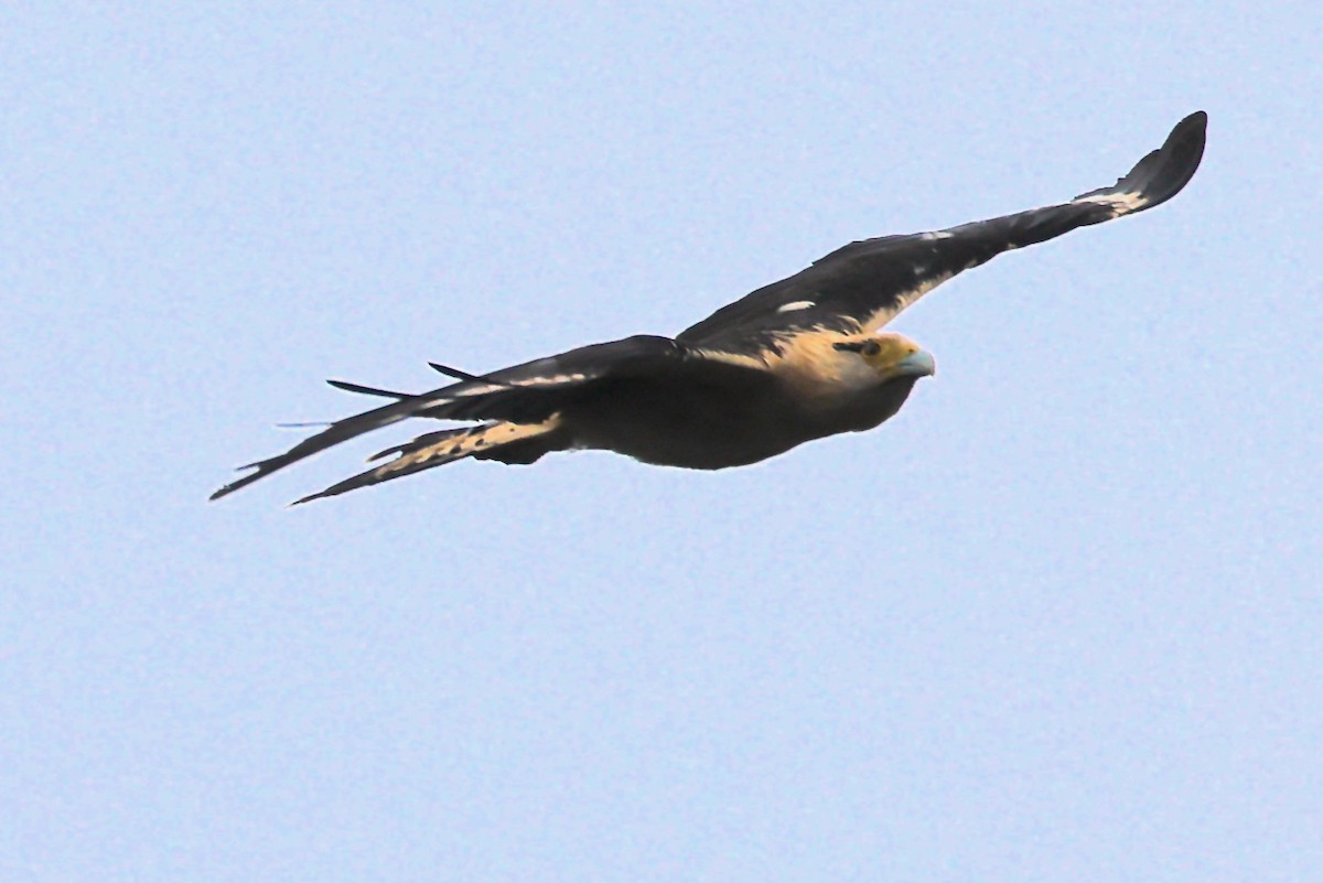 Yellow-headed Caracara - ML647031689