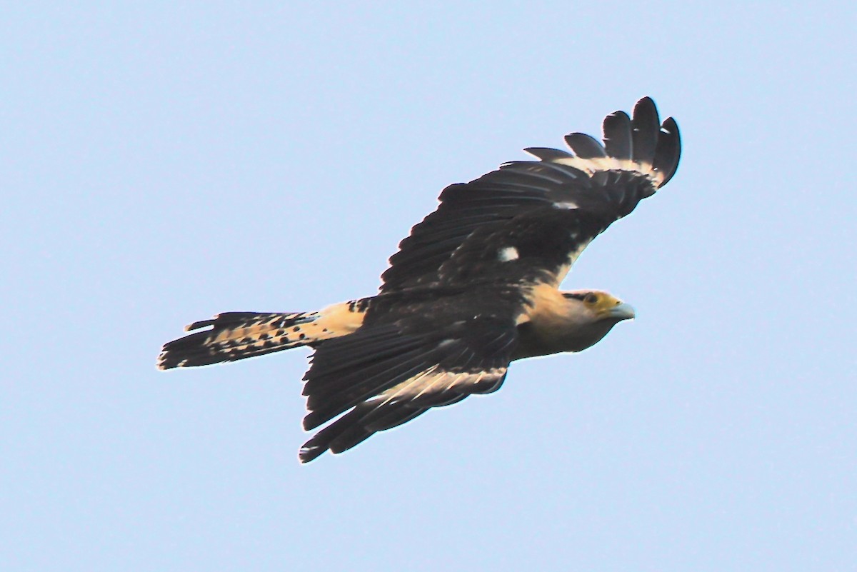 Yellow-headed Caracara - ML647031690