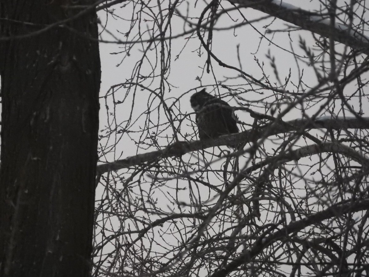 Great Horned Owl - ML647031703