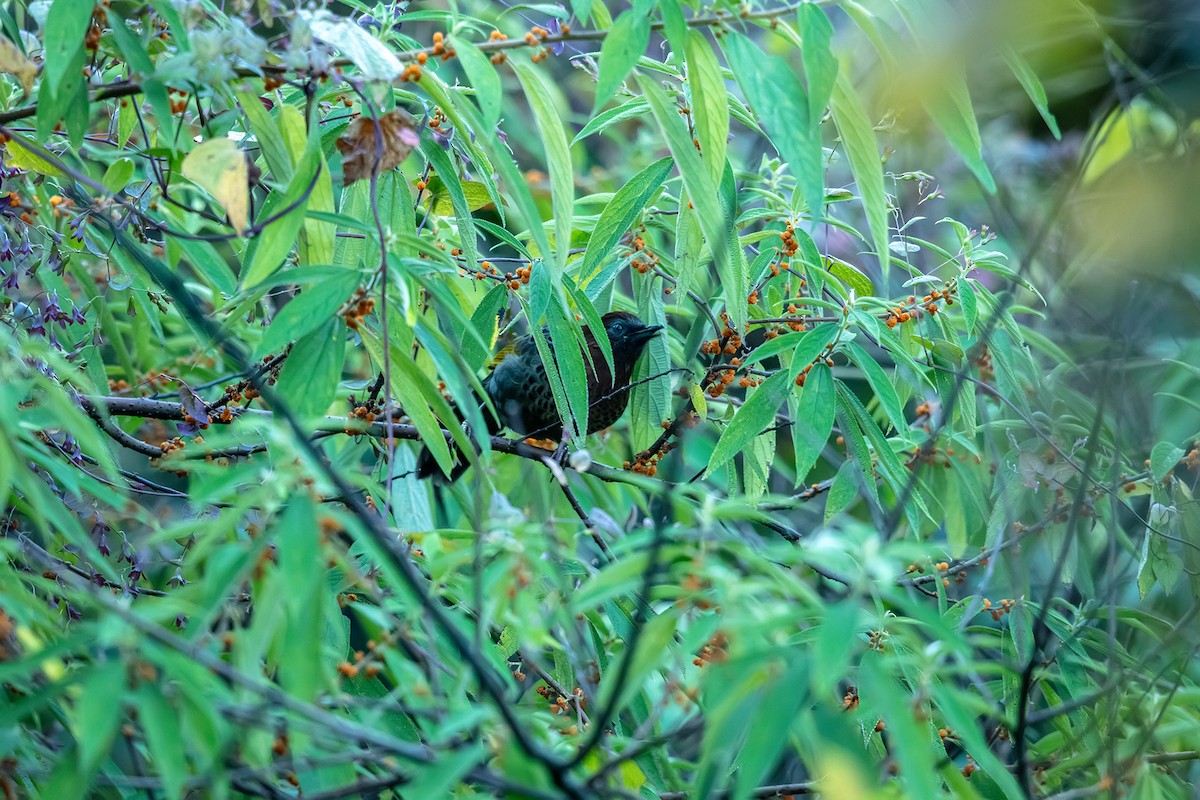Assam Laughingthrush - ML647031706