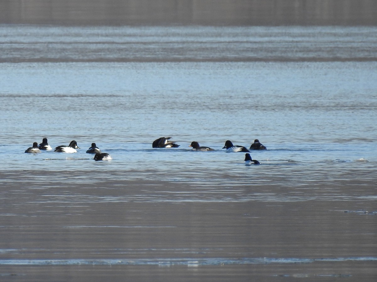 hohol islandský - ML647031716