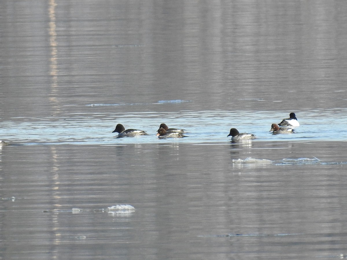 hohol islandský - ML647031718