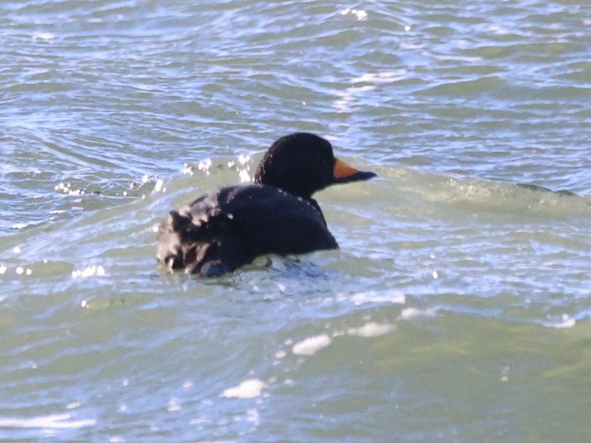 クロガモ - ML647031719