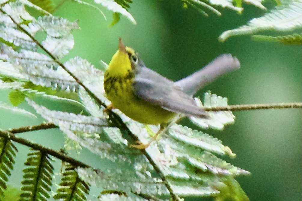 Canada Warbler - ML647031721
