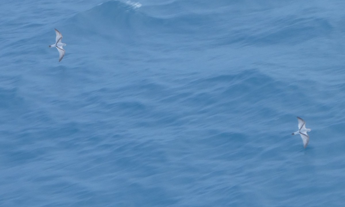 Fairy Prion - ML647031727