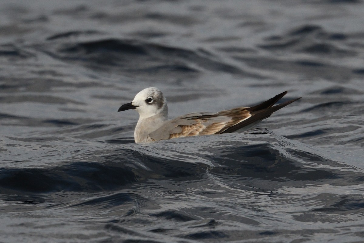 Ацтекская чайка - ML647031732