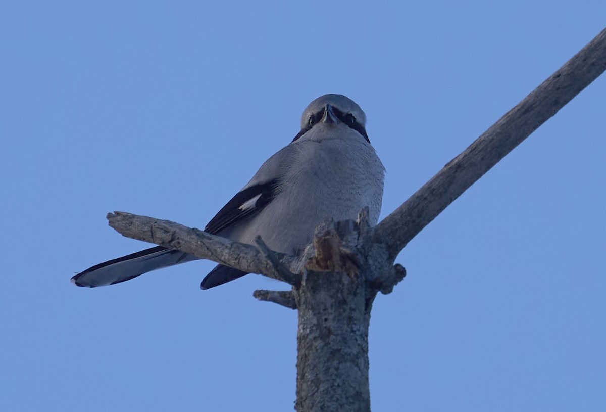 Northern Shrike - ML647031736