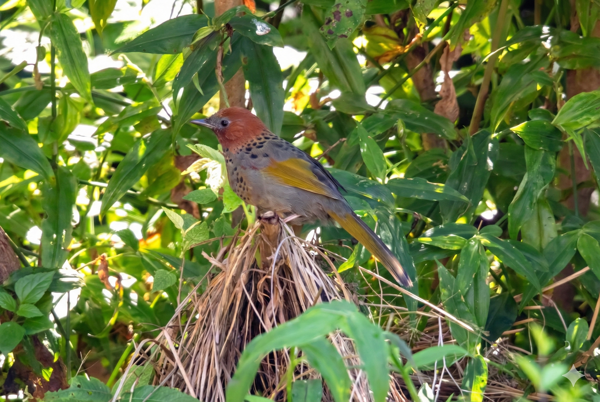 Assam Laughingthrush - ML647031741