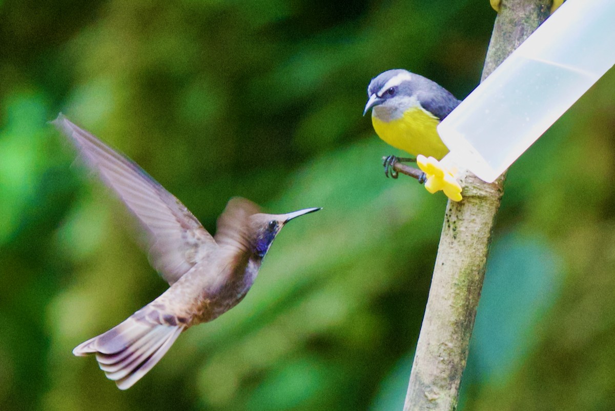 Bananaquit - ML647031749