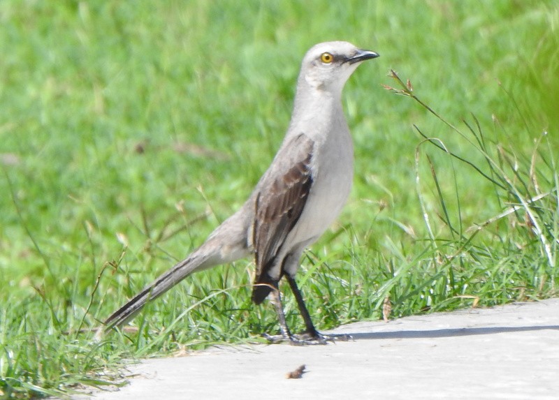 Tropikal Taklitçi - ML647031766