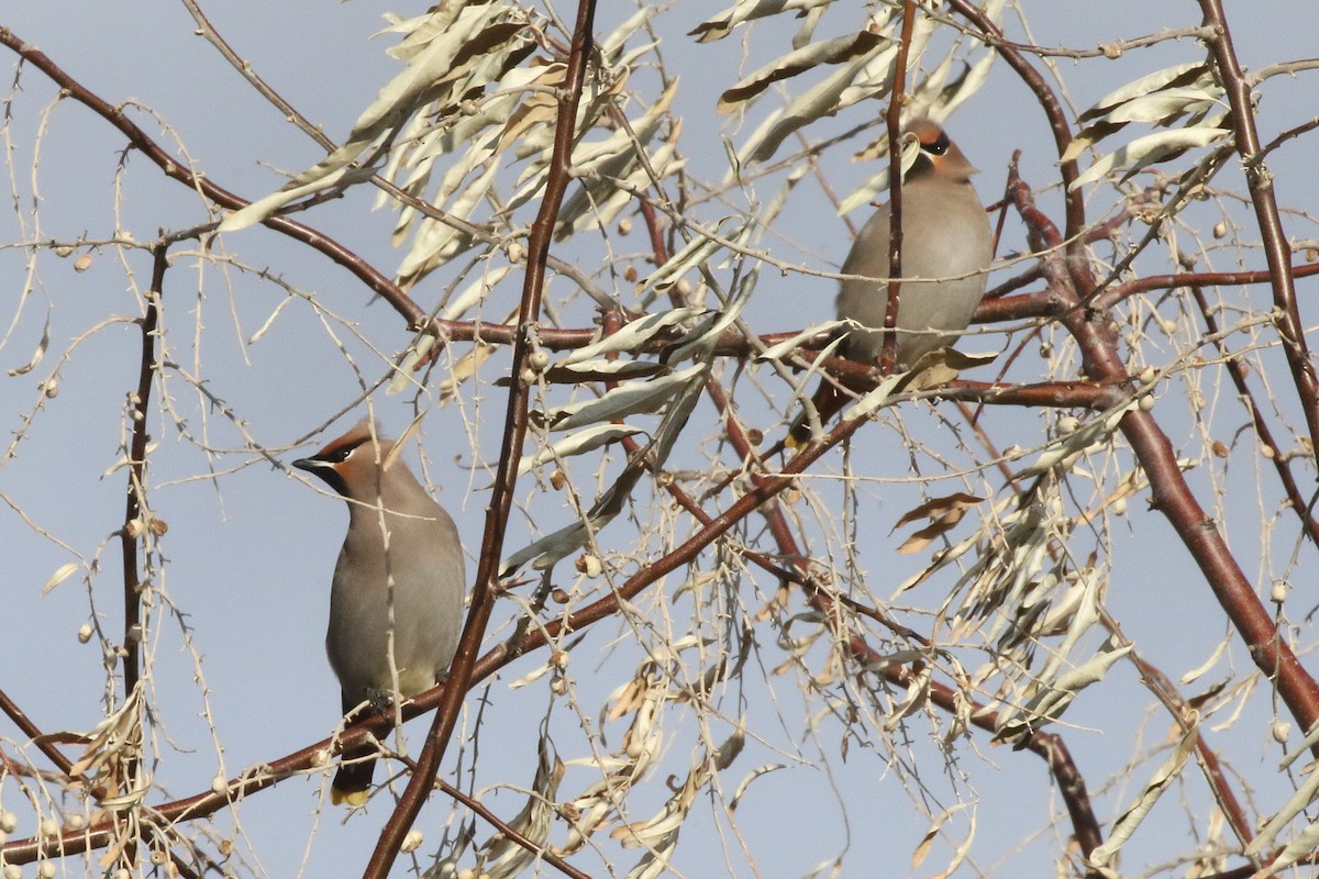 Bohemian Waxwing - ML647031791