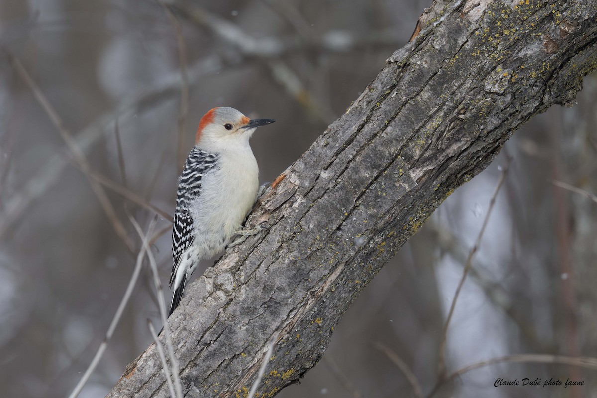 シマセゲラ - ML647031802