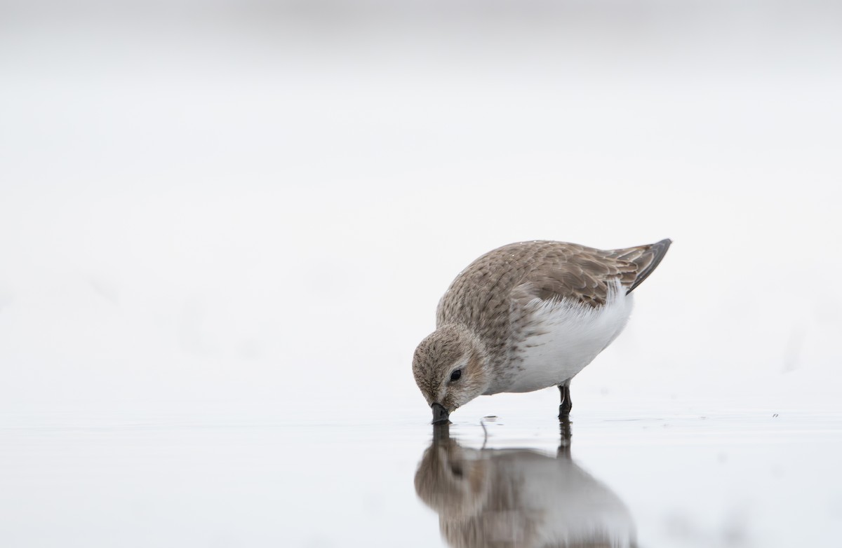 黑腹濱鷸 - ML647031815