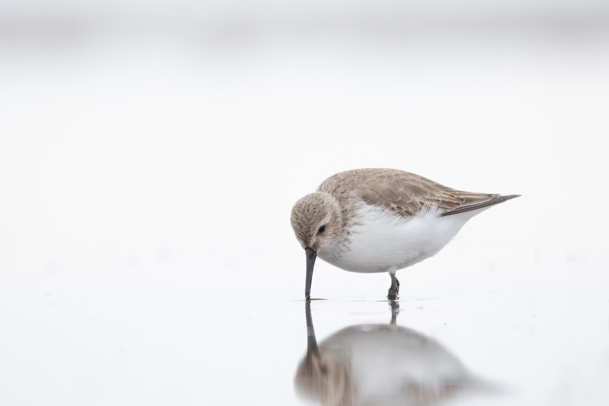 黑腹濱鷸 - ML647031816