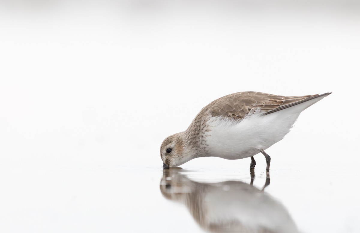 黑腹濱鷸 - ML647031817