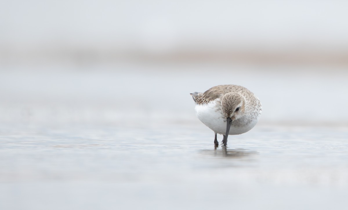 黑腹濱鷸 - ML647031818