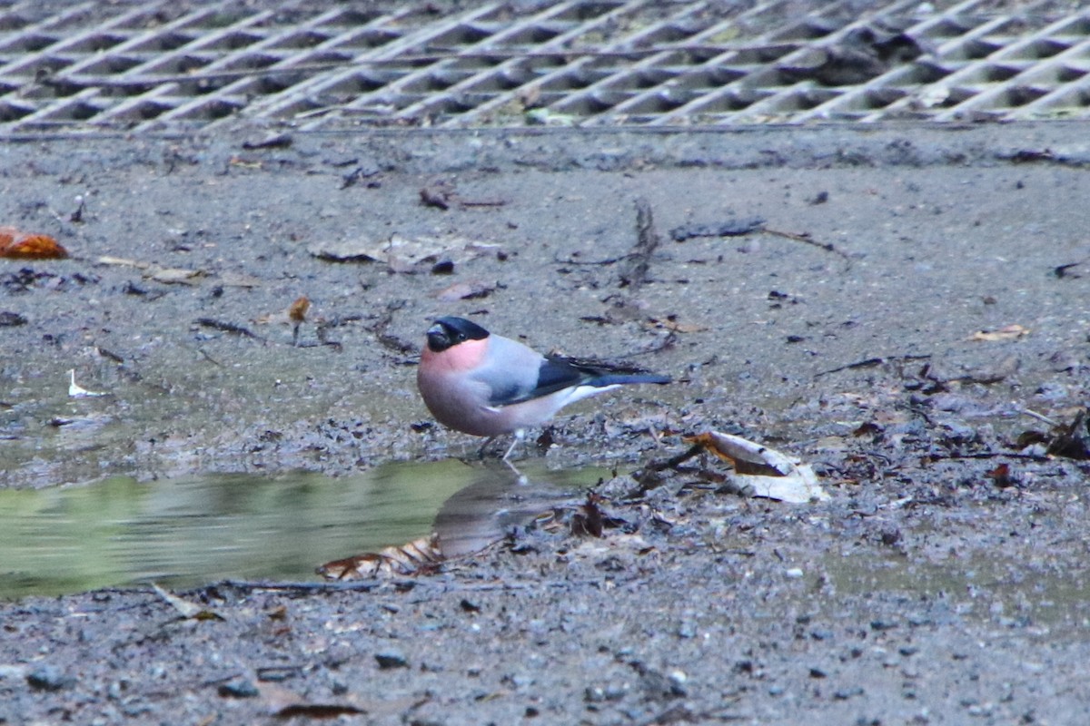 dompap - ML647031831