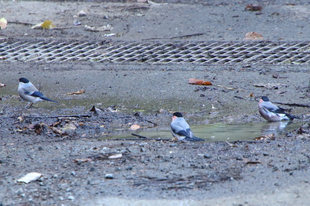 dompap - ML647031832