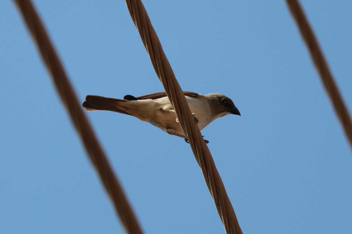 Northern Gray-headed Sparrow - ML647031835