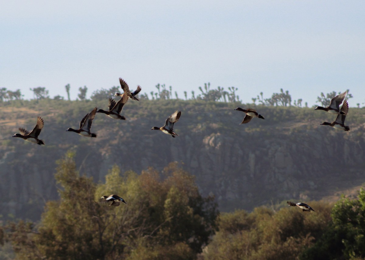 Свищ американський - ML647031842